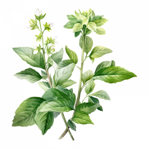 illustration of plant at blue windmill day nursery