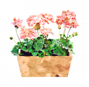 geraniums for blue windmill childcare