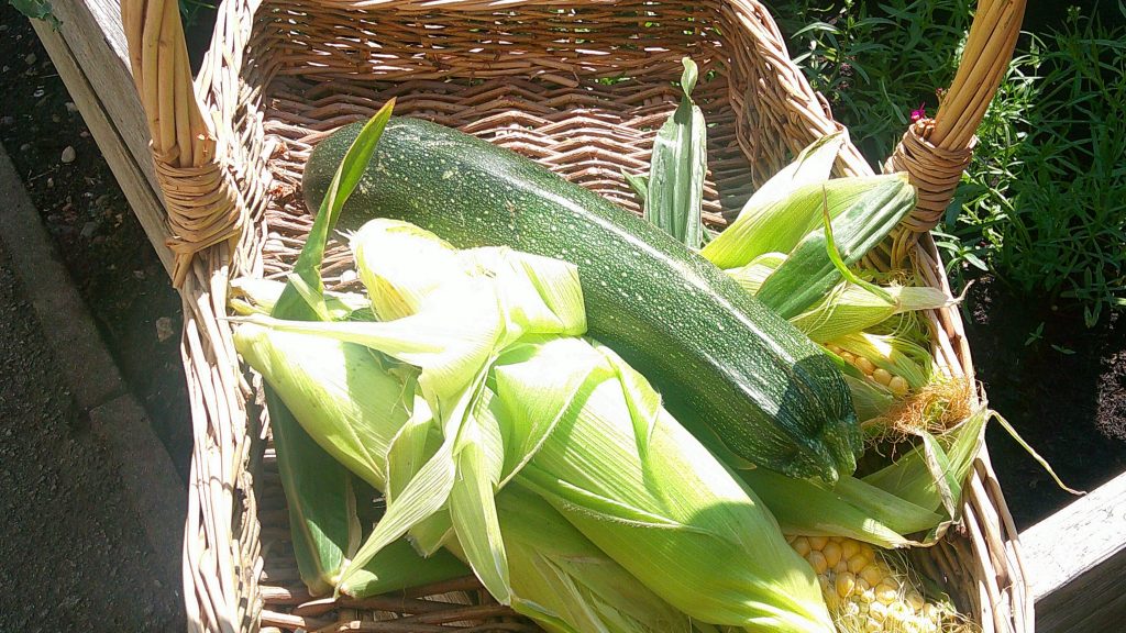 courgette and sweetcorn grown at Blue Windmill Nursery in Rugby