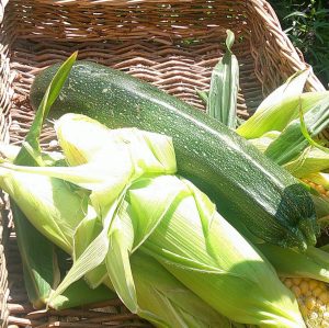 From Our Nursery Garden to the Lunch Table