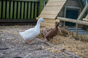 the ducks in the blue windmill garden