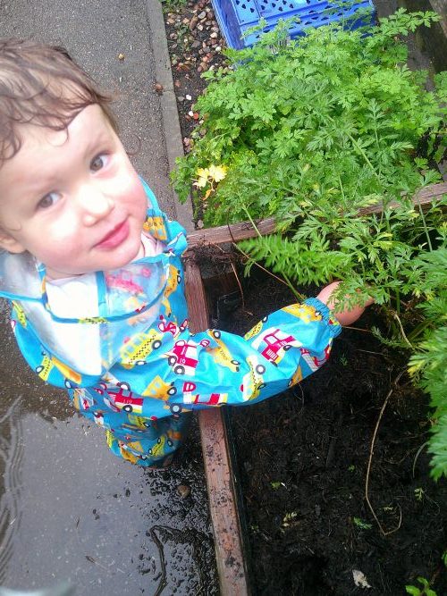 digging up carrots at blue windmill nursery in rugby
