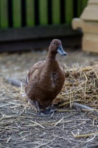 ducks in the garden at blue windmill nursery in rugby
