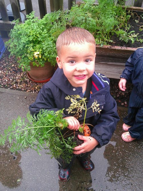 growing and harvesting carrots at blue windmill nursery in rugby