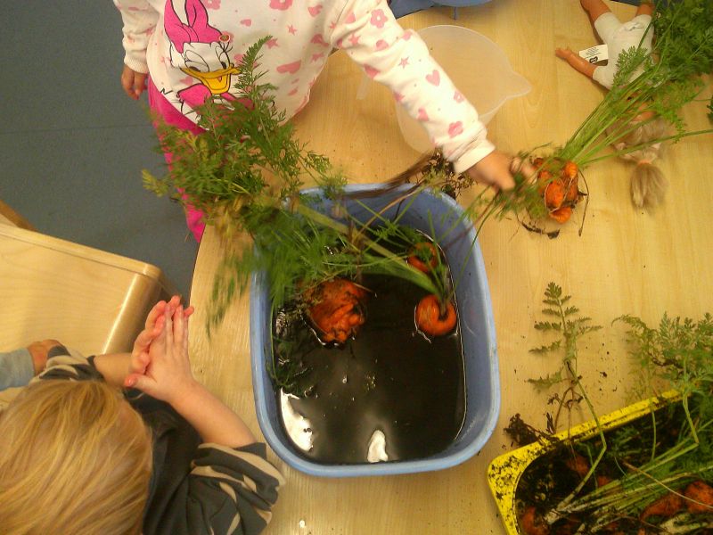 washing carrots at blue windmill nursery in rugby