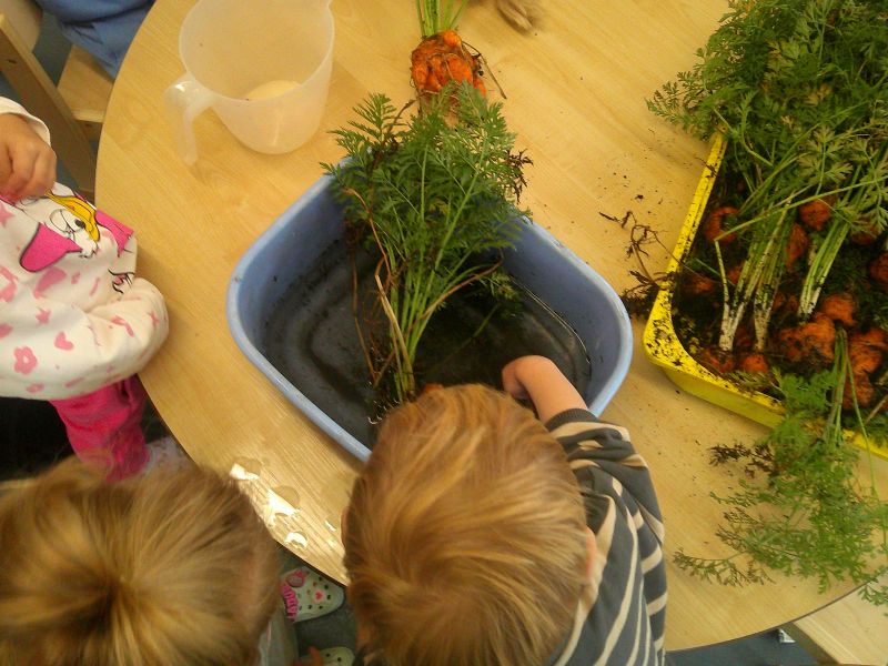washing the vegetables grown at blue windmill nursery in rugby